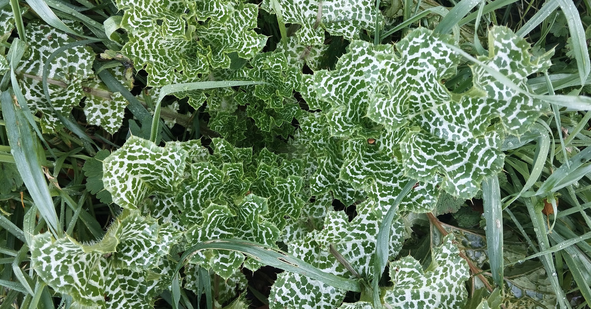 le fouillis bigarré vert et blanc du chardon Marie