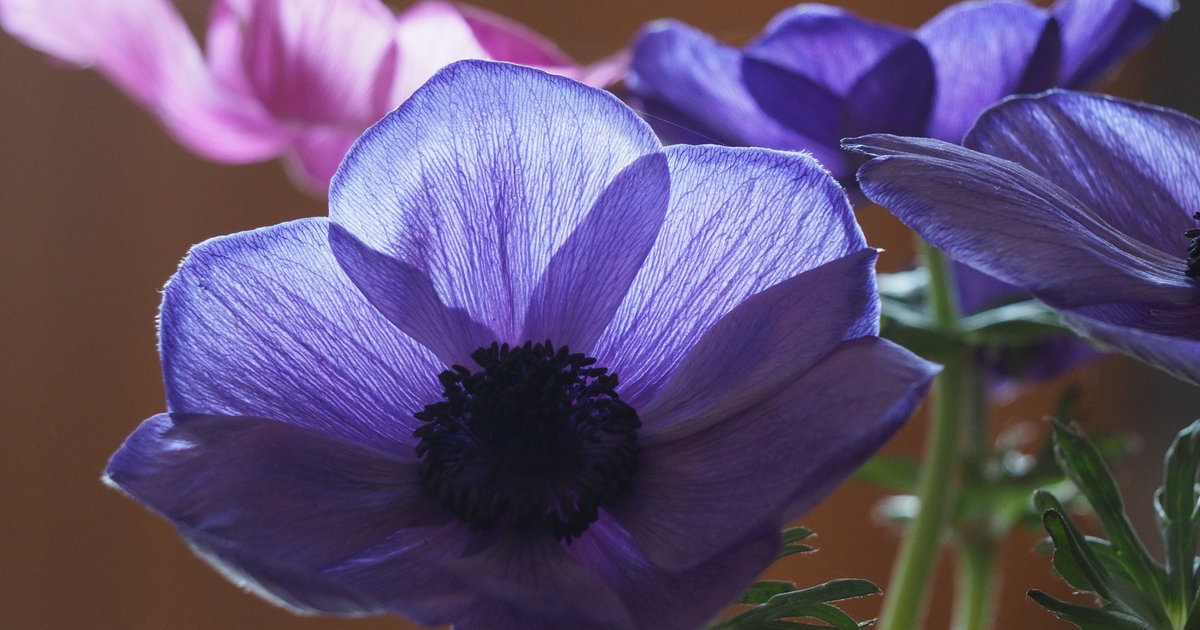 des anémones rose et violettes en contrejour