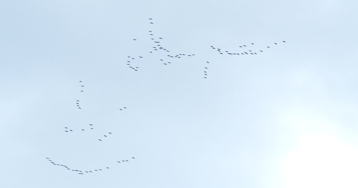 des grues au départ, en train de se mettre en formation