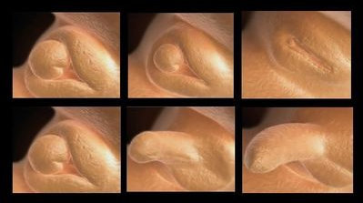 3 étapes de mise en place vulve et pénis