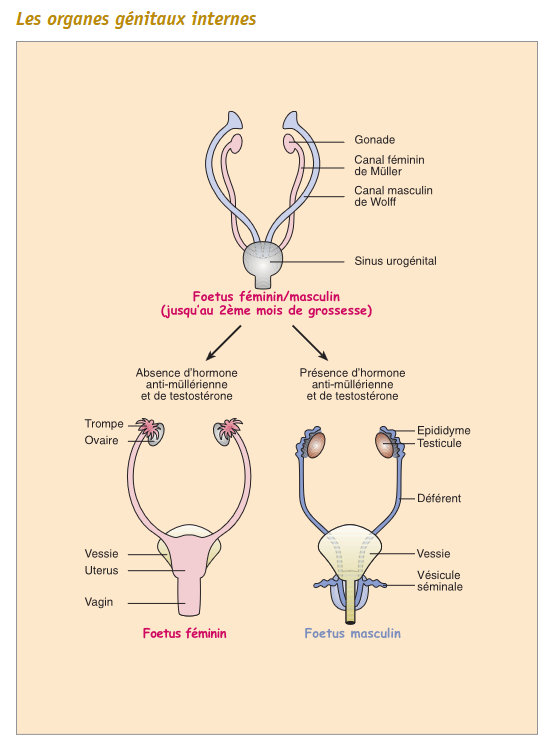 schéma : organes sexuels avant/après différenciation