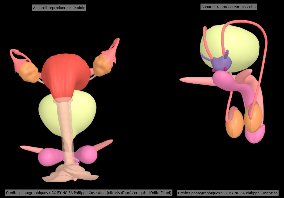 représentation graphique comparative en 3d des deux appareils génitaux humains