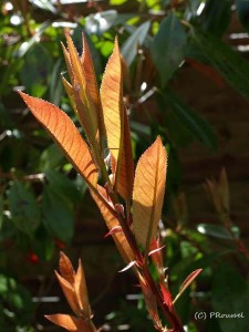 Photinia fraseri
