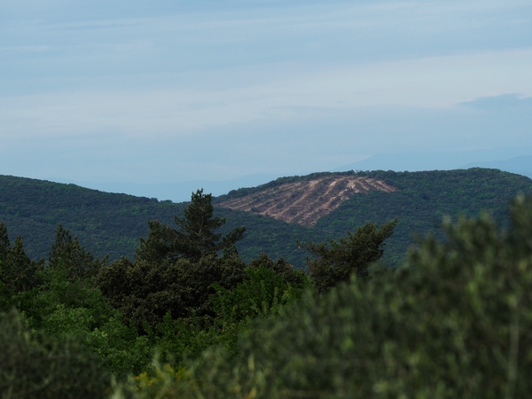 chantier de déboisement