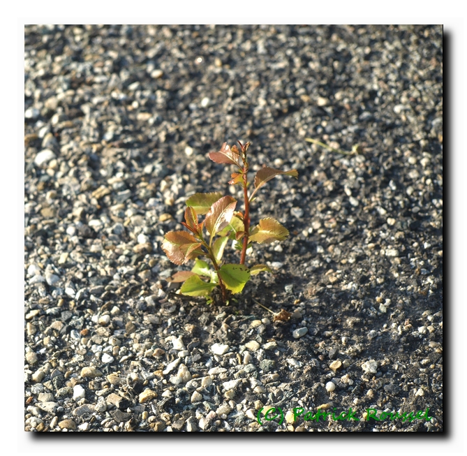 une pousse de prunier émerge du goudron