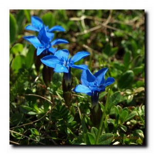gentiana verna