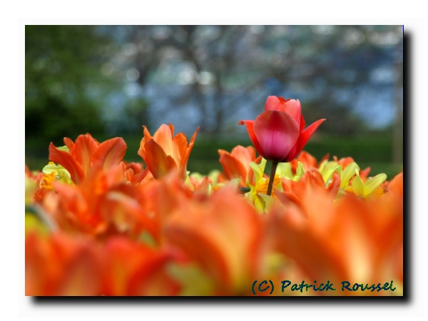 Genève, jardin botanique, le champ de tulipes.