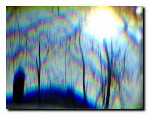 jeu de lumière prismatique sur arbrisseaux